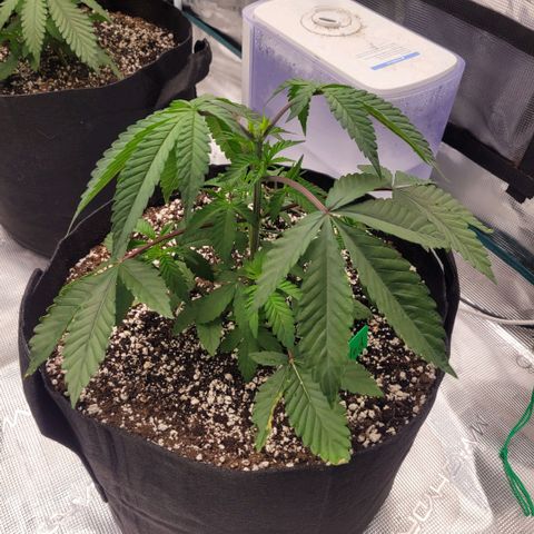 Jelly Breath #2 growlog timeline photo