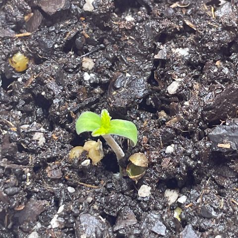 White Widow growlog timeline photo