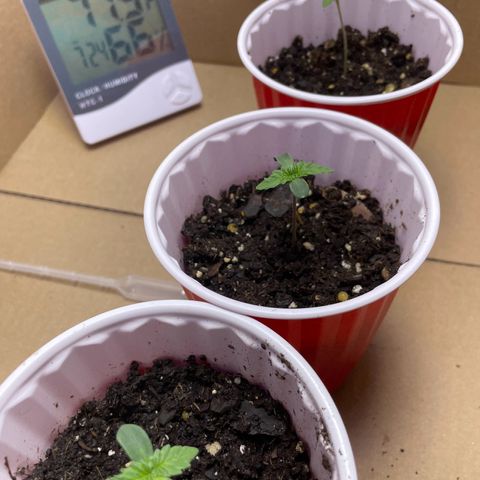 White Widow growlog photo: Light at 20inch, gave a lil water this morning. 