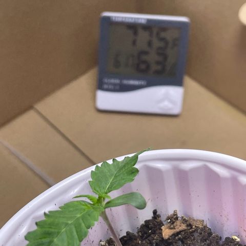 White Widow growlog photo: Had some possible heat stress yesterday so I raised the light to 24” also turned down fan. 