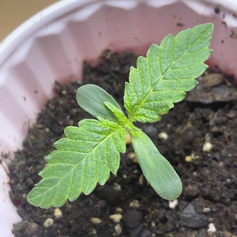 White Widow growlog photo: Had some possible heat stress yesterday so I raised the light to 24” also turned down fan. 