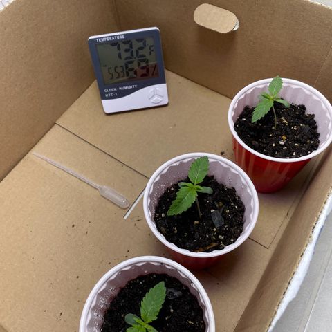 White Widow growlog photo: Had some possible heat stress yesterday so I raised the light to 24” also turned down fan. 