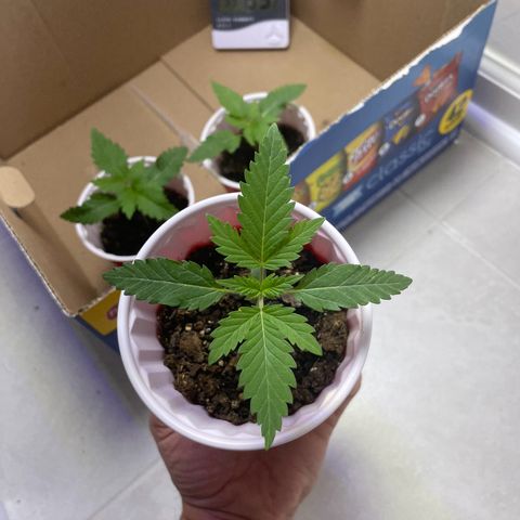 White Widow growlog photo: Day 15. Cup 3 is drying out faster. No water given, maybe tomorrow. Heat 75-85, humidity 60-75