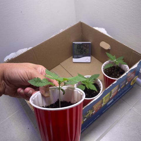 White Widow growlog photo: Day 15. Cup 3 is drying out faster. No water given, maybe tomorrow. Heat 75-85, humidity 60-75