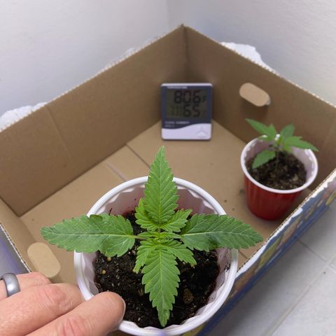 White Widow growlog photo: Day 15. Cup 3 is drying out faster. No water given, maybe tomorrow. Heat 75-85, humidity 60-75