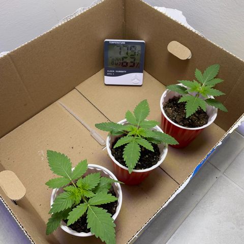 White Widow growlog timeline photo