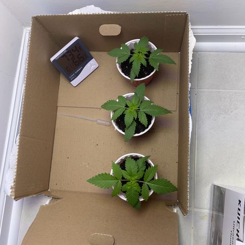 White Widow growlog photo: Looking Good!