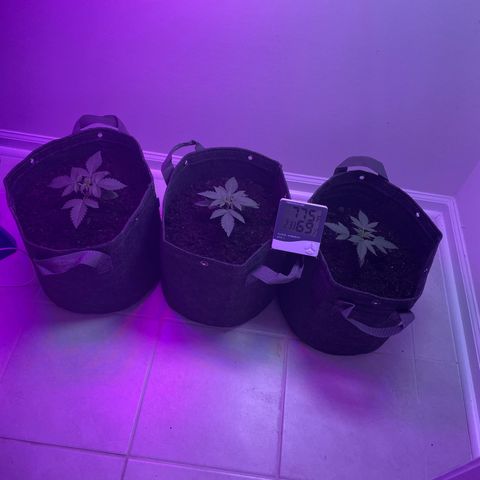 White Widow growlog photo: Transplanted. Used Great White mycro 