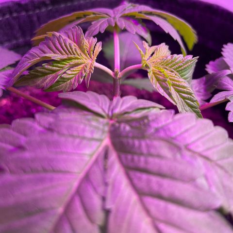 White Widow growlog timeline photo