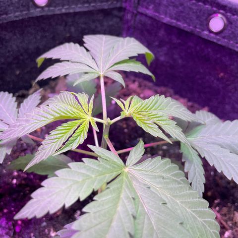 White Widow growlog timeline photo