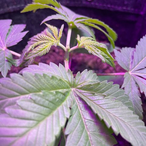 White Widow growlog timeline photo