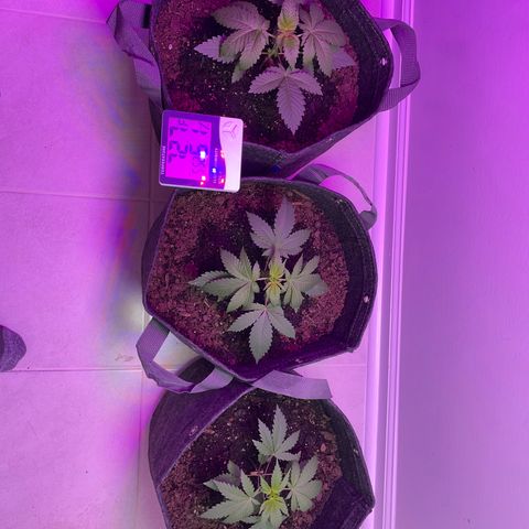 White Widow growlog timeline photo
