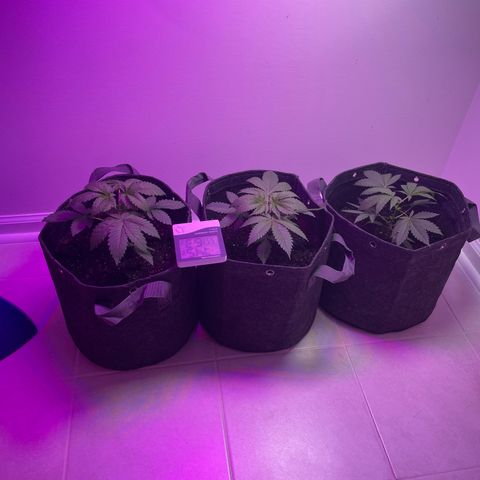 White Widow growlog timeline photo