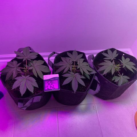 White Widow growlog timeline photo