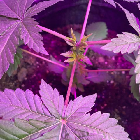 White Widow growlog timeline photo