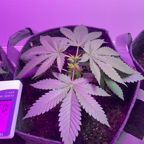White Widow growlog timeline photo