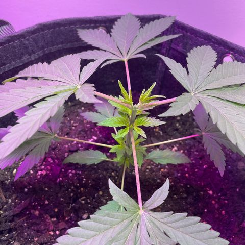 White Widow growlog photo: New growth looking good 