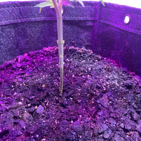 White Widow growlog photo: Removed lower growth to focus energy on new top growth 