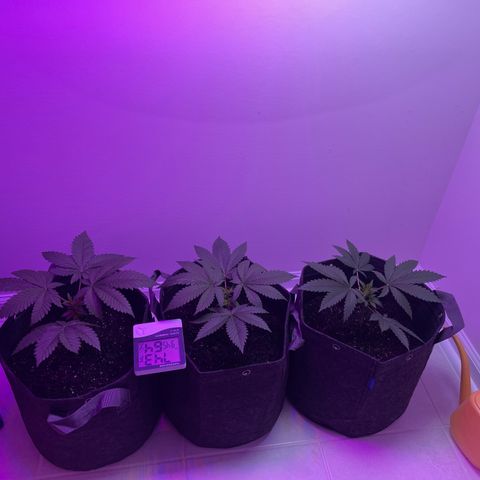 White Widow growlog photo: Removed lower growth to focus energy on new top growth 