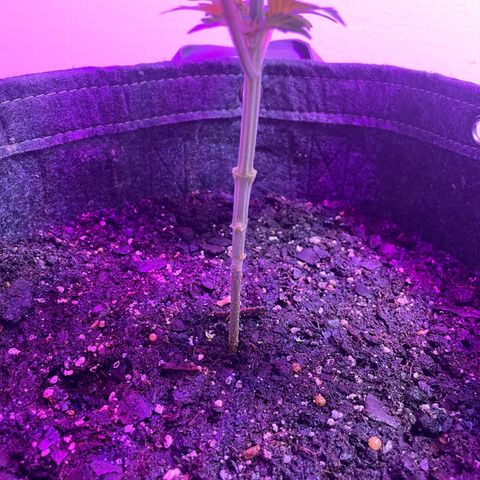 White Widow growlog photo: Removed lower growth to focus energy on new top growth 