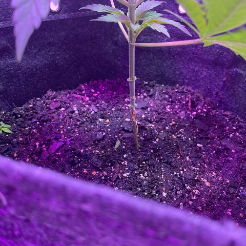 White Widow growlog photo: Removed lower growth to focus energy on new top growth 