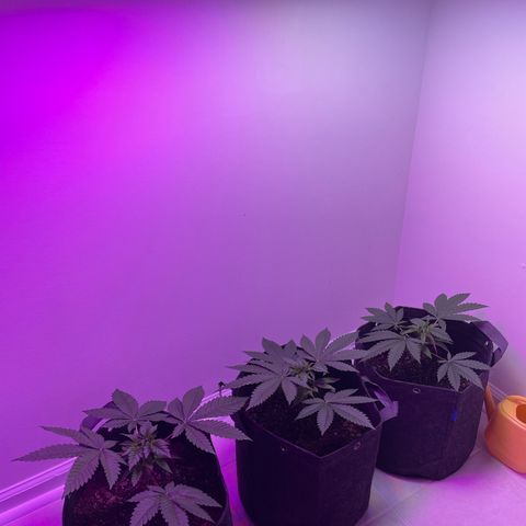 White Widow growlog timeline photo