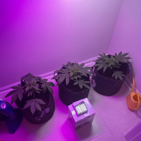 White Widow growlog timeline photo