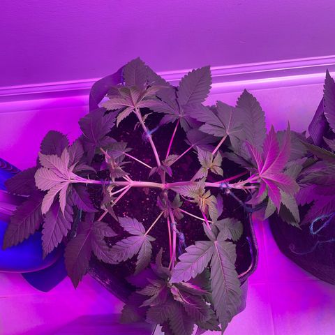 White Widow growlog photo: LST on 2 plants. Left the runt alone to see difference 