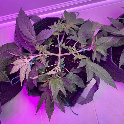 White Widow growlog photo: LST on 2 plants. Left the runt alone to see difference 