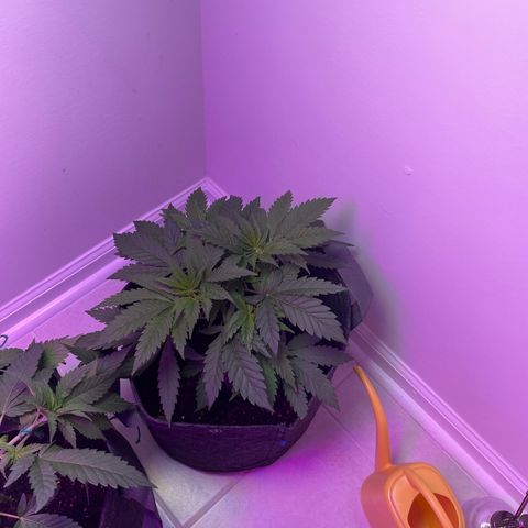White Widow growlog photo: LST on 2 plants. Left the runt alone to see difference 