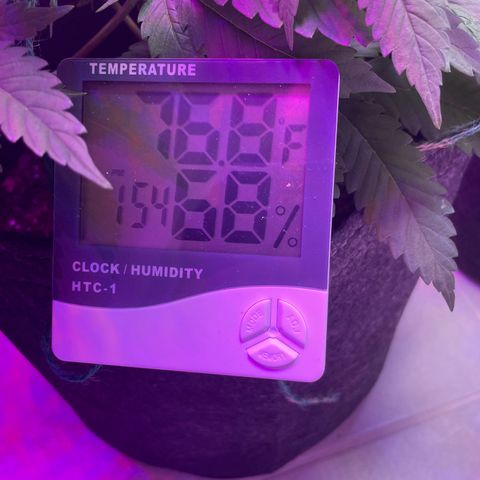 White Widow growlog photo: Dunked. RH came down to 60. Was high after dunk from pots moisture. 