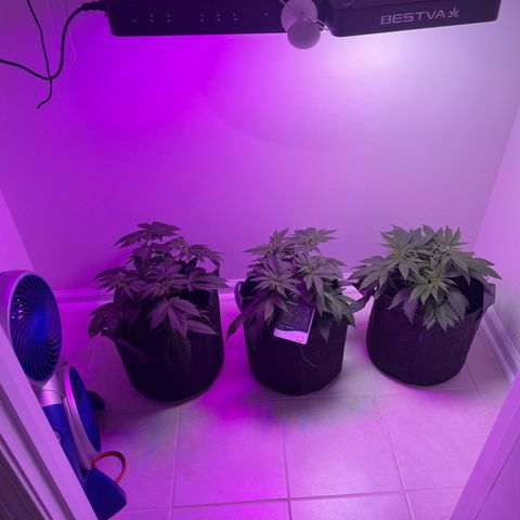 White Widow growlog photo: Dunked. RH came down to 60. Was high after dunk from pots moisture. 