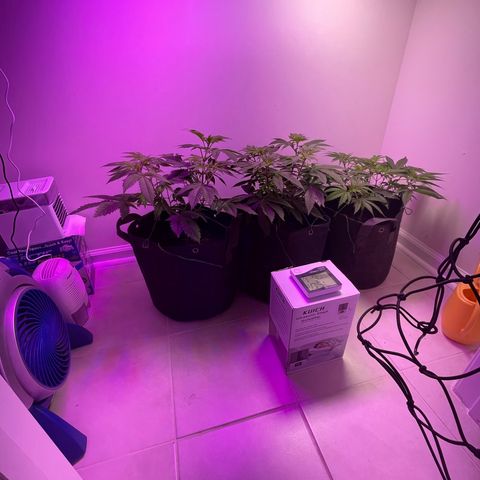 White Widow growlog photo: Did some defoliation on lower leaves and large fan leaves. Will add SCROG net this weekend. Water still good. Just trying to keep temps and RH down. Added new small dehumidifier and small ac. 