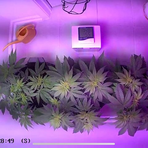 White Widow growlog photo: Did some defoliation on lower leaves and large fan leaves. Will add SCROG net this weekend. Water still good. Just trying to keep temps and RH down. Added new small dehumidifier and small ac. 