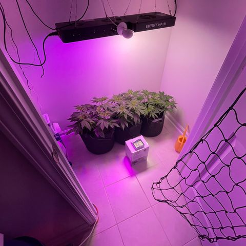 White Widow growlog photo: Did some defoliation on lower leaves and large fan leaves. Will add SCROG net this weekend. Water still good. Just trying to keep temps and RH down. Added new small dehumidifier and small ac. 