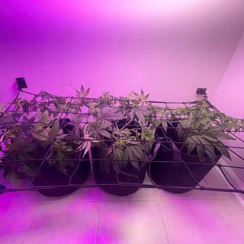 White Widow growlog photo: Lollipop popped and added SCROG net. Light lowered to 20”