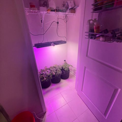 White Widow growlog photo: Lollipop popped and added SCROG net. Light lowered to 20”