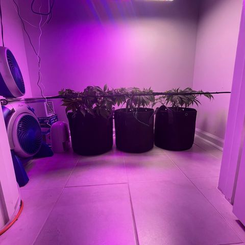 White Widow growlog photo: Lollipop popped and added SCROG net. Light lowered to 20”