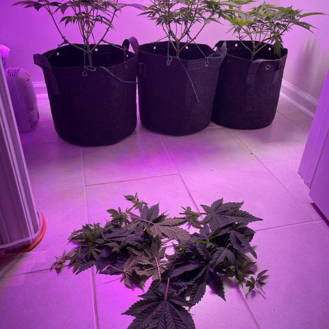 White Widow growlog photo: Lollipop popped and added SCROG net. Light lowered to 20”