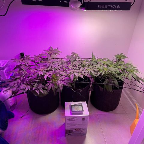 White Widow growlog timeline photo