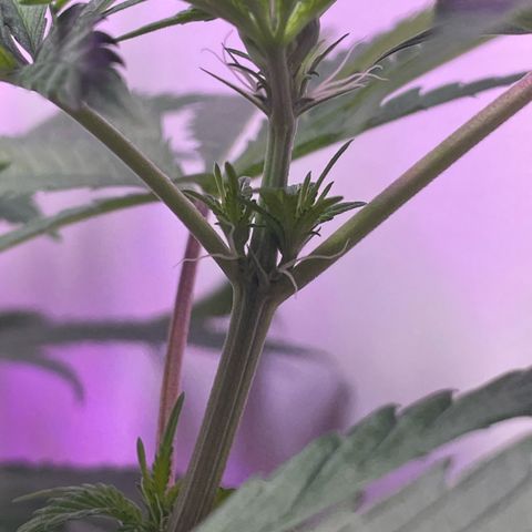 White Widow growlog photo: Pistols forming 