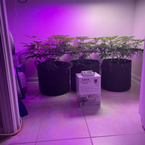 White Widow growlog timeline photo