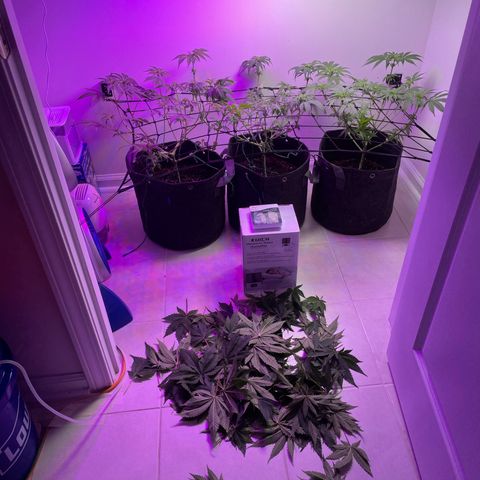 White Widow growlog timeline photo