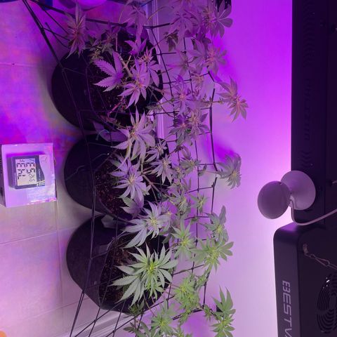 White Widow growlog timeline photo