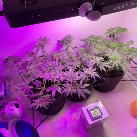 White Widow growlog photo: RH 55 temp 77