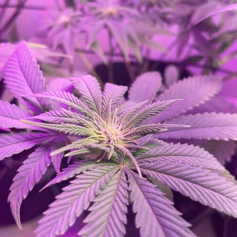 White Widow growlog timeline photo