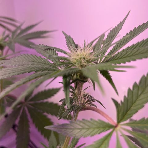 White Widow growlog photo: End of week 3