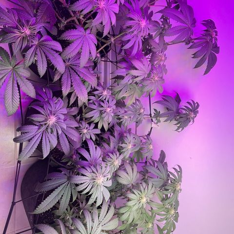 White Widow growlog photo: End of week 3