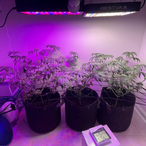 White Widow growlog photo: End of week 3