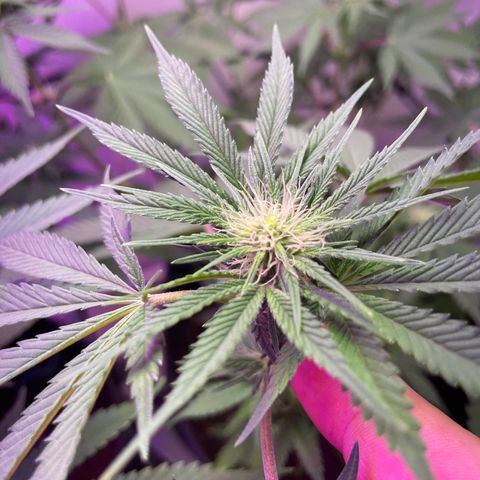 White Widow growlog photo: End of week 3